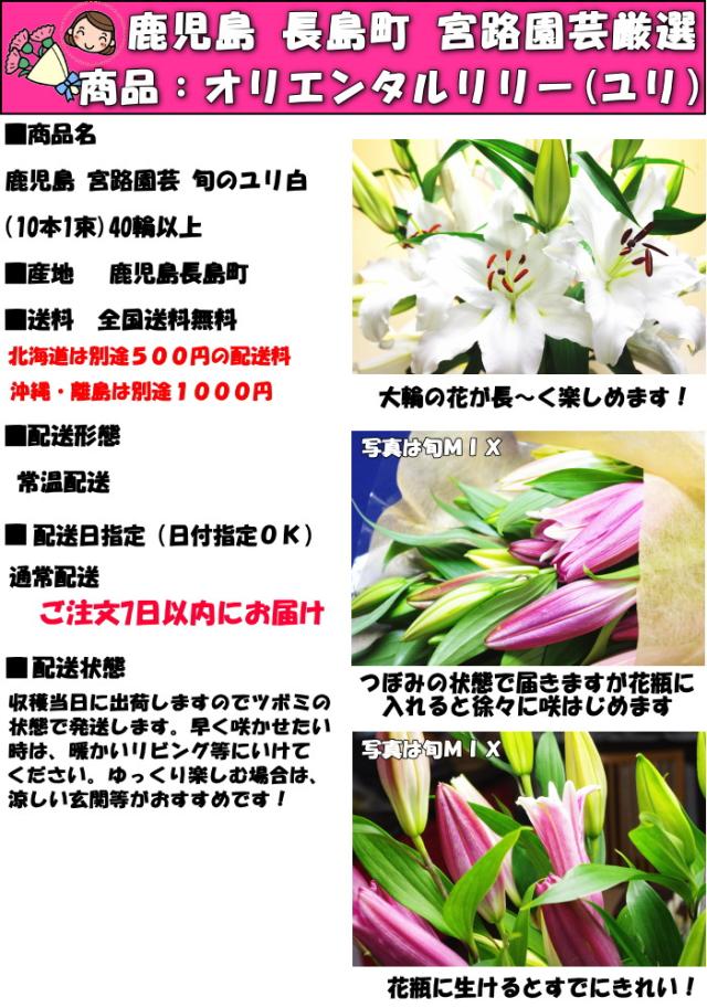 花 ユリ 父の日 母の日 花束 大輪 ギフト 白 10本 40輪 国産 誕生日 ゴージャス プレゼント 花持ちが1週間違う 花農家直送 生花 百合 旬の ゆり ホワイト ユリ花束 送料無料 結婚記念日 開店祝い 退院祝い 御祝 お祝い お供え にも人気 2026_4