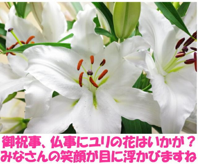 花 ユリ 父の日 母の日 花束 大輪 ギフト 白 10本 40輪 国産 誕生日 ゴージャス プレゼント 花持ちが1週間違う 花農家直送 生花 百合 旬の ゆり ホワイト ユリ花束 送料無料 結婚記念日 開店祝い 退院祝い 御祝 お祝い お供え にも人気 2026_9