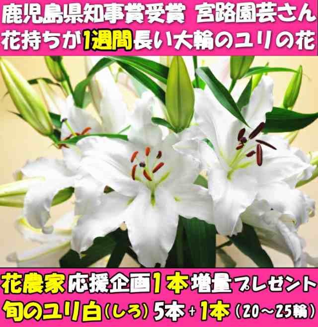 花 ユリ 花束 大輪 ギフト 白 5本+1本 増量 20〜25輪 国産 父の日 母の