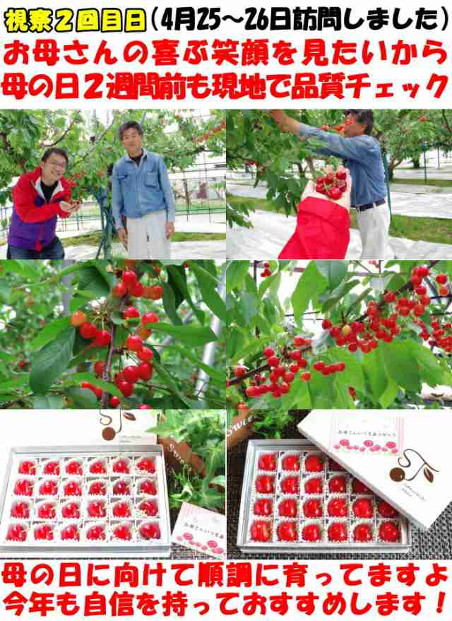 出荷中 クール冷蔵便】 さくらんぼ 紅秀峰 大将錦 お中元 ギフト 1kg l