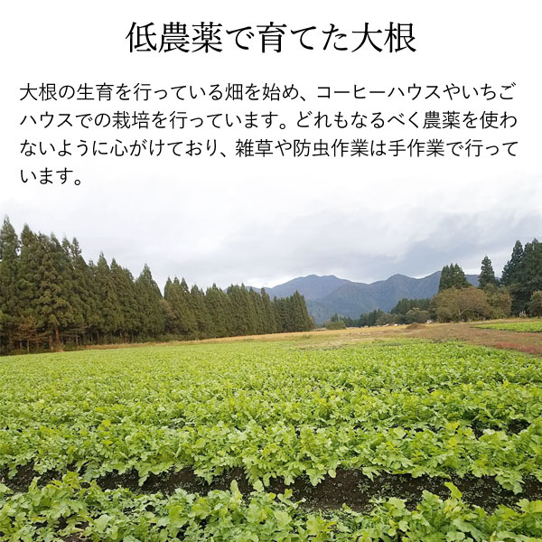 秋田特産いぶりがっこ1本漬けMサイズ（1本）【10本セット】【秋田食産】【送料無料】_4