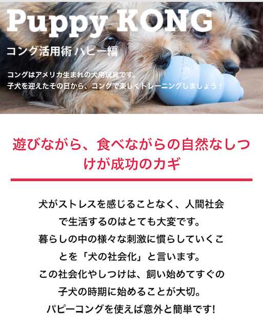 子犬 パピー 幼犬 おもちゃ 生後2ヵ月 おやつを詰めて遊べる 知育おもちゃ パピーコングs ブルー 約7cm の通販はau Pay マーケット 子犬子猫 パピー用品専門店 ケリー Au Pay マーケット店