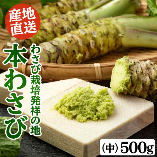 わさび栽培発祥の地「有東木」の本わさび　中サイズ500gセット（1本40g〜60g） ワサビ 山葵 静岡 有東木 送料無料