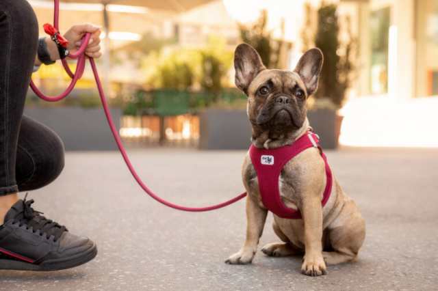 スイスデザイン ベストエアメッシュハーネス・クラスプ 小・中型犬用 ...