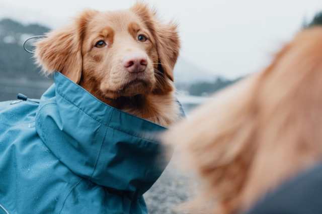 Hurtta フルッタ レインコート モンスーンコート 大型犬用の通販はau Pay マーケット 1stdogcafe