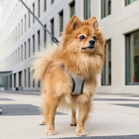 スイスデザイン【Curli】【カーリー】 全面反射リフレクターのベストハーネス・クラスプGLOW【CLASP/Glow】XSの通販は 5,951円