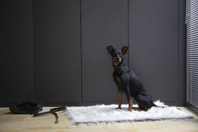 ミニピン ミニピン LEGO NINJAGO: Zane ZX (9554) Booster Pack. 2012