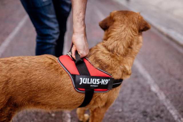 送料無料 Julius K9 メッシュタイプ ユリウスケーナイン ｉｄｃパワーサマーハーネス 小型犬サイズ パワーハーネスの通販はau Pay マーケット 1stdogcafe