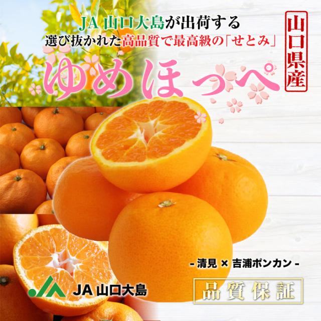 順次発送 ゆめほっぺ せとみ 春みかん M L 2kg 高糖度 柑橘 みかん 山口県産 Ja山口 ブランド柑橘 Ja山口大島 箱買いの通販はau Pay マーケット ナチュラルストア