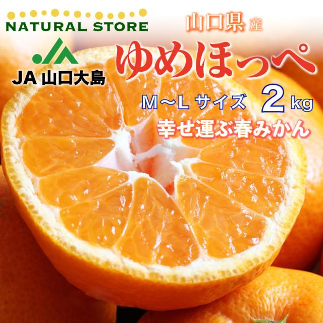 順次発送 ゆめほっぺ せとみ 春みかん M L 2kg 高糖度 柑橘 みかん 山口県産 Ja山口 ブランド柑橘 Ja山口大島 箱買いの通販はau Pay マーケット ナチュラルストア
