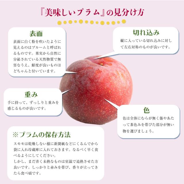 最短順次発送 プラム すもも 秋姫 約1 2kg 山形県産 あきひめ プラム 高糖度 果物 フルーツ ギフト 贈り物 通販 果実専用化粧箱 600g の通販はau Pay マーケット サロンドフルーツ 日本橋