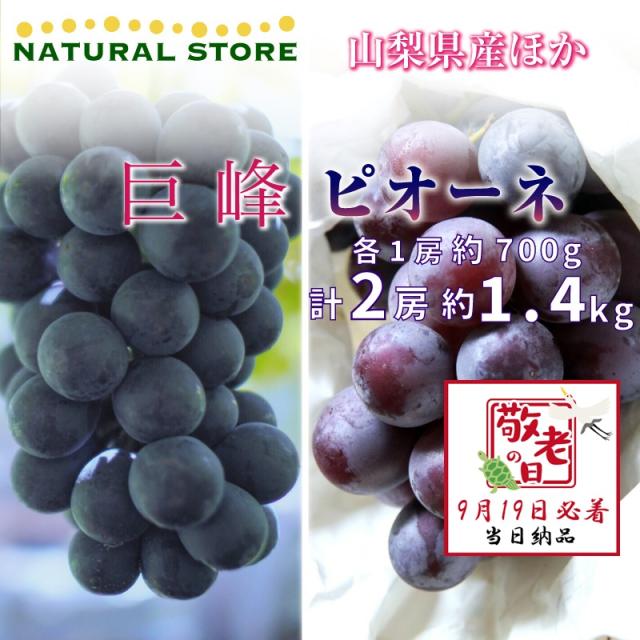 予約 9月19日必着 巨峰 ピオーネ 各1房 約1 4kg 700g 山梨県産他 ぶどう 敬老の日 まだ間に合うの通販はau Pay マーケット サロンドフルーツ 日本橋 予約 9月19日必着 巨峰 ピオーネ 各1房 約1 4kg 700g 山梨県産他 ぶどう 敬老の日 まだ間に合うの通販はau Pay マーケット サロンドフルーツ 日本橋