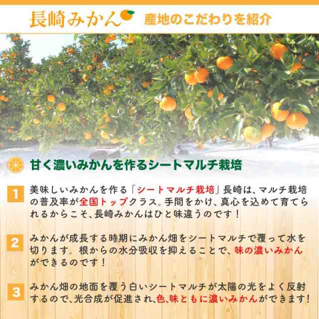 予約 12月5日頃から発送] 味ロマン みかん 約 5kg Sサイズ 長崎県 JA長崎せいひ 高糖度 長崎 ミカン 高級 産地箱 高品位の通販はau  PAY マーケット - サロンドフルーツ 日本橋