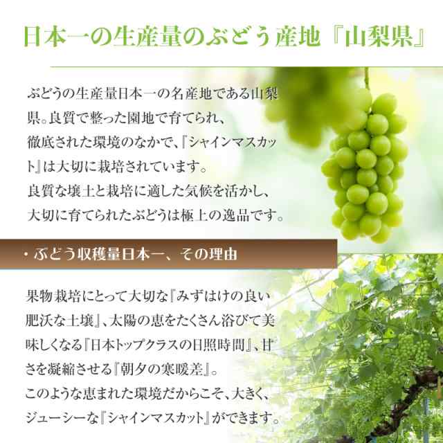 予約 9月1日-9月30日の納品] シャインマスカット 2房 約1.2kg 約600g x2 長野県 山梨県産 マスカット ぶどう  秋の味覚の通販はau PAY マーケット - サロンドフルーツ 日本橋