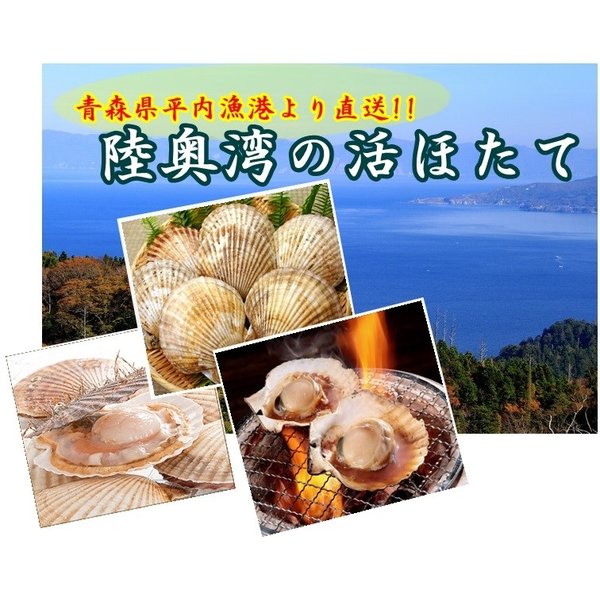 1月中旬日以降ご納品分 送料無料 産地直送 活ホタテ ２キロ 大きめ１０ １２枚入り 青森県平内町産 成貝 ホタテ貝用剥きヘラ の通販はau Pay マーケット ナチュラルストア