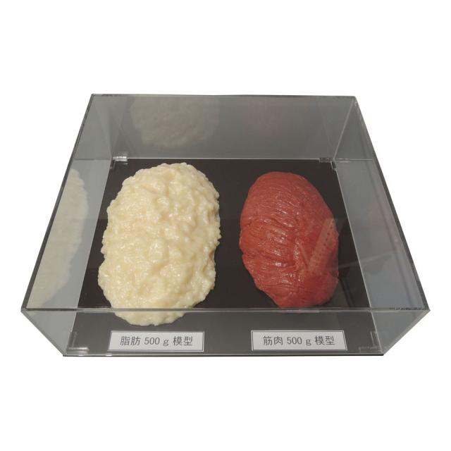 脂肪／筋肉対比セット（500g） SKT-005（アクリルケースツキ） 24-8265-00 松吉医療総合カタログ｜マツヨシ