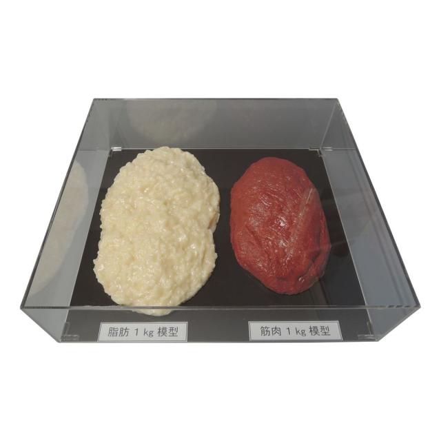 脂肪／筋肉対比セット（1Kg） SKT-010（アクリルケースツキ） 24-8265-01 松吉医療総合カタログ｜マツヨシ