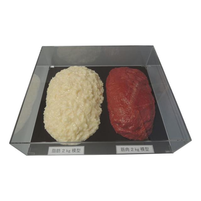 脂肪／筋肉対比セット（2Kg） SKT-020（アクリルケースツキ） 24-8265-02 松吉医療総合カタログ｜マツヨシ