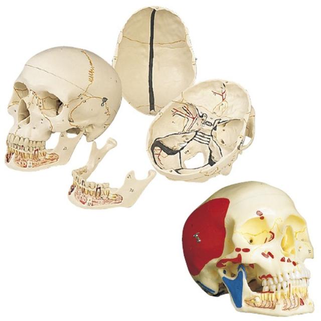 頭蓋・下顎開放型 3分解モデル A22 （20X13．5X15．5CM） 1台 日本スリービー・サイエンティフィック 11-2030-00