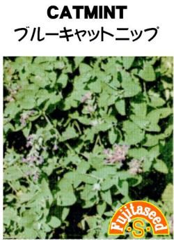 藤田種子 ブルーキャットニップ キャットミント 小袋の通販はau Pay マーケット 種苗 園芸ショップ 種もり