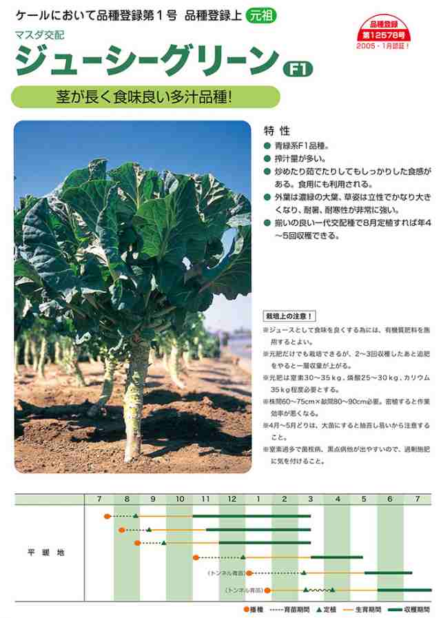 増田 採種 場 満点 青空レストランにmasudaのサラダ用ケールが登場 アブラナ科野菜の品種開発 青汁販売の 増田採種場 Amp Petmd Com