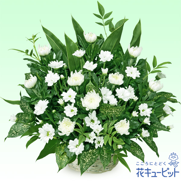 15時迄の注文で翌日届可 お供え お悔やみの献花 花キューピットのお供えのアレンジメント 仏花 供花 法要 法事 枕花 お盆 お彼岸 四の通販はau Pay マーケット インターネット花キューピット