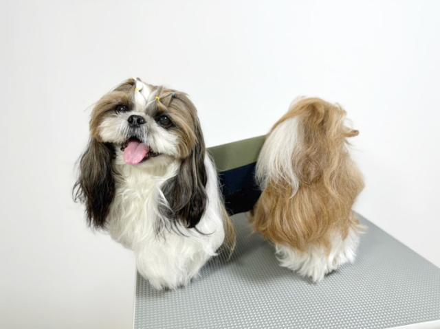 PROMO THERMO BACKs プロモサーモバックス ブラックシリカ for Pets　Sサイズ　PTB-BP01SG