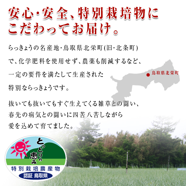 鳥取県産 特別栽培 田中さんの北条砂丘らっきょう5kg（根付き土付き 玉らっきょう 国産） 送料無料（北海道・沖縄を除く）_3