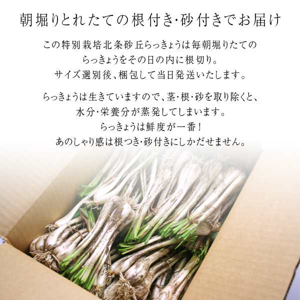 鳥取県産 特別栽培 田中さんの北条砂丘らっきょう5kg 根付き土付き らくだらっきょう 国産 送料無料 北海道 沖縄を除く の通販はau Pay マーケット 風味絶佳 山陰