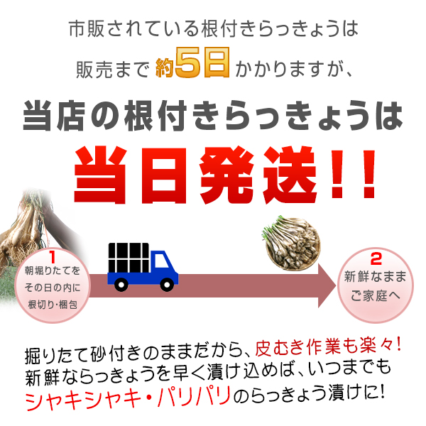 鳥取県産 特別栽培 田中さんの北条砂丘らっきょう5kg（根付き土付き 玉らっきょう 国産） 送料無料（北海道・沖縄を除く）_5