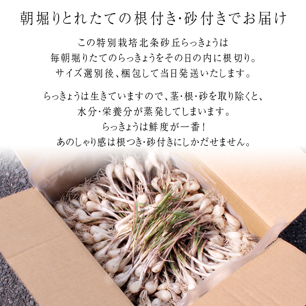 鳥取県産 特別栽培 田中さんの北条砂丘らっきょう4kg 根付き土付き 玉らっきょう 国産 送料無料 北海道 沖縄を除く の通販はau Pay マーケット 風味絶佳 山陰