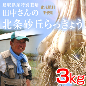 鳥取県産 特別栽培 田中さんの北条砂丘らっきょう3kg 根付き土付き らくだらっきょう 国産 送料無料 北海道 沖縄を除く の通販はau Pay マーケット 風味絶佳 山陰