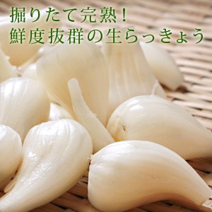 鳥取県産 特別栽培 田中さんの北条砂丘らっきょう4kg（根付き土