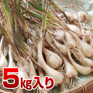 鳥取県産 特別栽培 田中さんの北条砂丘らっきょう5kg（根付き土付き 玉らっきょう 国産） 送料無料（北海道・沖縄を除く）_2