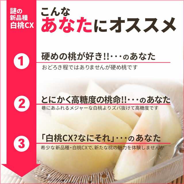 2024年9月上旬発送・先行早割】硬い桃 白桃 秀品 白桃CX 2.5kg 山形県