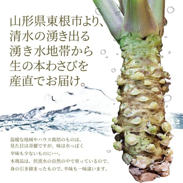 本わさび 6 7本 約300g 無農薬 名水百選 山形県産 わさび専門ハウス直送 新鮮 採れたて 約人前分 冷蔵 業務用ｏｋ 寿司 刺身 和牛 の通販はau Pay マーケット グルメ ギフトお取り寄せ 山形elab