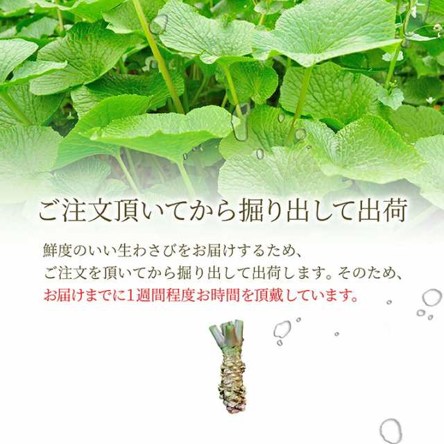 本わさび きざみおろし　チューブ　1本 70g 名水百選 山形県産 わさび専門ハウス直送 新鮮 採れたて 冷蔵 寿司 刺身 和牛 和食 何に｜au  PAY マーケット