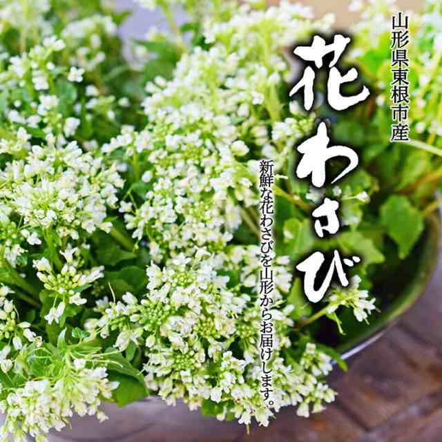 22年2月下旬 先行予約 花わさび 約50g 10束入り 季節限定 名水百選 山形県産 わさび専門ハウス直送 新鮮 採れたて 冷蔵 業務用の通販はau Pay マーケット グルメ ギフトお取り寄せ 山形elab