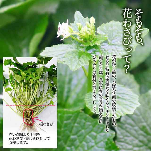 22年2月下旬 先行予約 花わさび 約50g 10束入り 季節限定 名水百選 山形県産 わさび専門ハウス直送 新鮮 採れたて 冷蔵 業務用の通販はau Pay マーケット グルメ ギフトお取り寄せ 山形elab