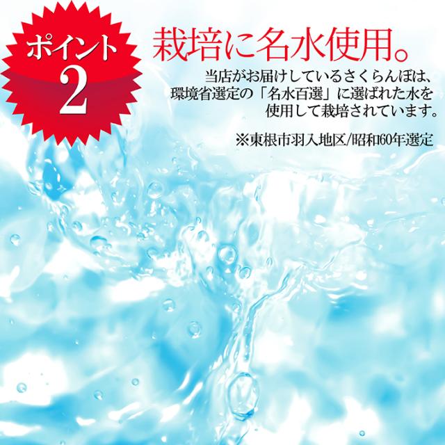 【2026年6月中旬発送 先行予約】 さくらんぼ 特秀 ２Ｌ 佐藤錦 贈答品 1kg（500g×2） 山形県 産地直送 なんと、名水百選の水を使って栽培！品質保障 佐藤錦 2Lサイズ 