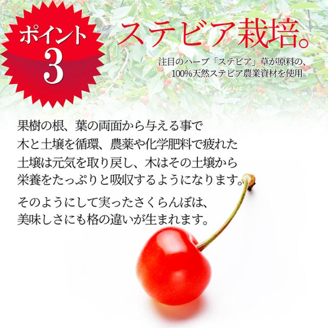 【2026年6月中旬発送 先行予約】 さくらんぼ 特秀 ２Ｌ 佐藤錦 贈答品 1kg（500g×2） 山形県 産地直送 なんと、名水百選の水を使って栽培！品質保障 佐藤錦 2Lサイズ 