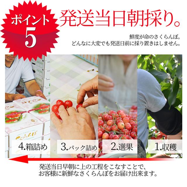 【2026年6月中旬発送 先行予約】 さくらんぼ 特秀 ２Ｌ 佐藤錦 贈答品 1kg（500g×2） 山形県 産地直送 なんと、名水百選の水を使って栽培！品質保障 佐藤錦 2Lサイズ 