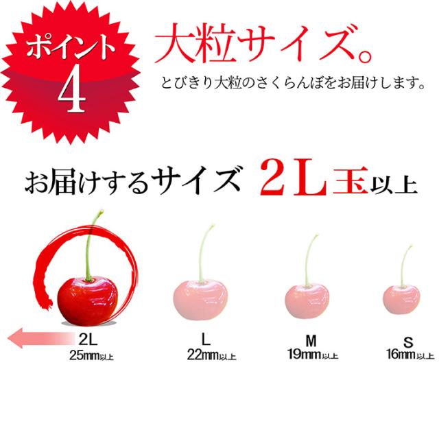 【2026年6月中旬発送 先行予約】 さくらんぼ 佐藤錦 特秀 2L玉 1kg(500g×2) 山形県産 産地直送 化粧箱入 プレゼント ギフト 品質保証 贈答品 のし グルメ お取り寄せ_4