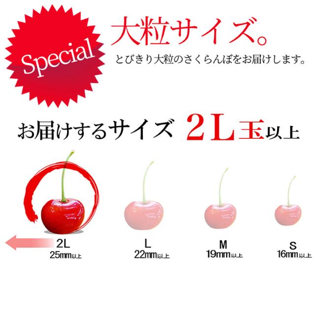 【2026年6月中旬発送 先行予約】 2L 特秀 さくらんぼ 佐藤錦 or 紅秀峰 500g(鏡詰め) 山形県産 産地直送 化粧箱入 プレゼント お中元 ギフト 品質保証 贈答品 のし グルメ お取り寄せ_5