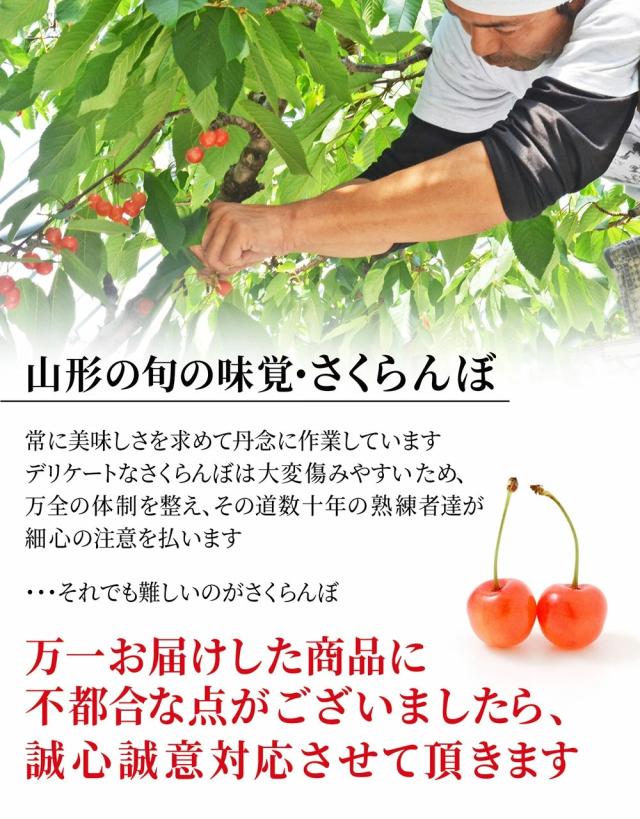【2026年6月中旬発送 先行予約】 さくらんぼ 特秀 ２Ｌ 佐藤錦 贈答品 1kg（500g×2） 山形県 産地直送 なんと、名水百選の水を使って栽培！品質保障 佐藤錦 2Lサイズ 