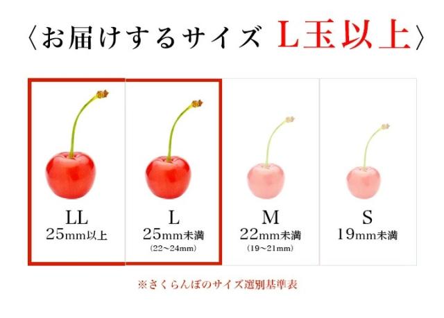 【2026年6月中旬発送 先行予約】 さくらんぼ 佐藤錦 贈答品 1kg（500g×2） 山形県産 東根市 産地直送 L 2Lサイズ なんと、名水百選の水を使って栽培 送料無料 同梱不可 日時指定不可 果物 食べ物_6