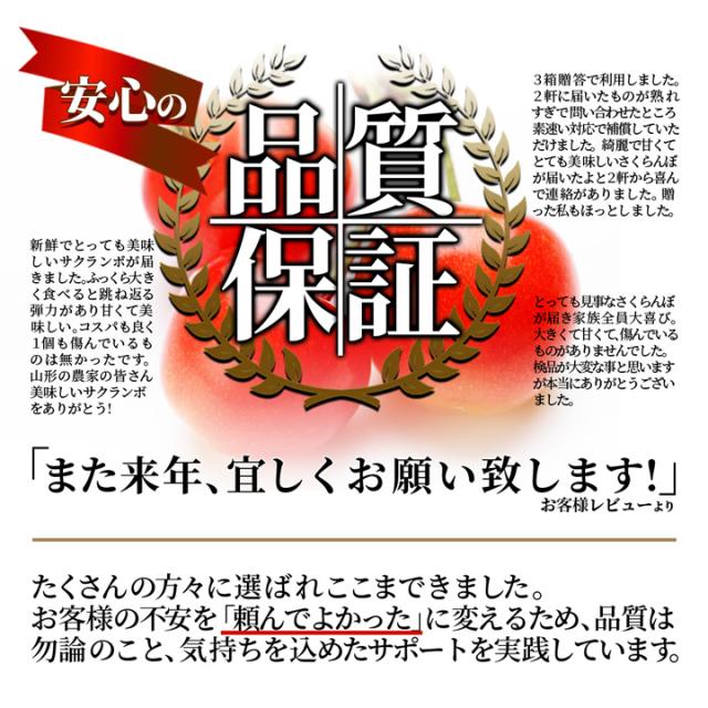 【2026年6月中旬発送 先行予約】 さくらんぼ 佐藤錦 贈答品 1kg（500g×2） 山形県産 東根市 産地直送 L 2Lサイズ なんと、名水百選の水を使って栽培 送料無料 同梱不可 日時指定不可 果物 食べ物_2