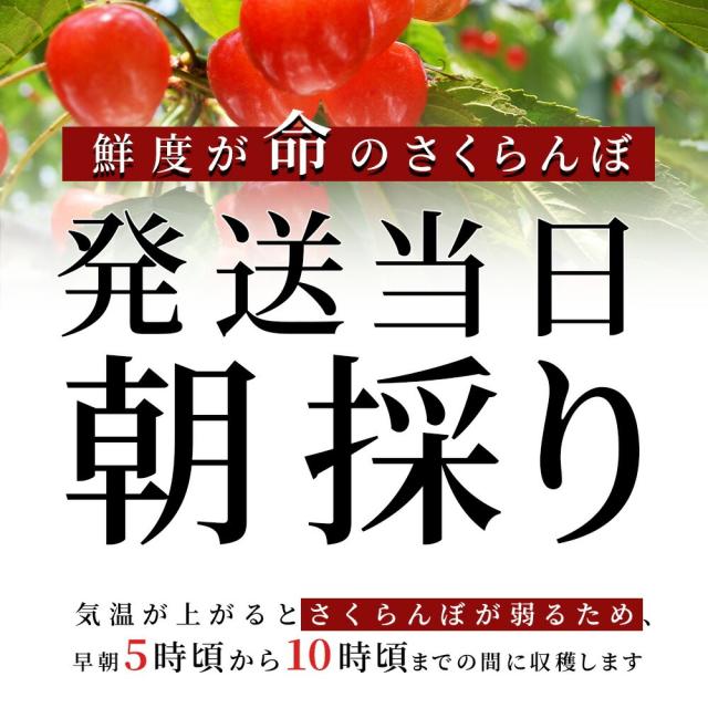 【母の日 ギフト まだ間に合う！】 さくらんぼ佐藤錦 500g 特秀 2L玉 鏡詰め 山形県産 産地直送 化粧箱入 プレゼント 手詰め メッセージカード ギフトカード 付 さくらんぼ 山形 大玉_5