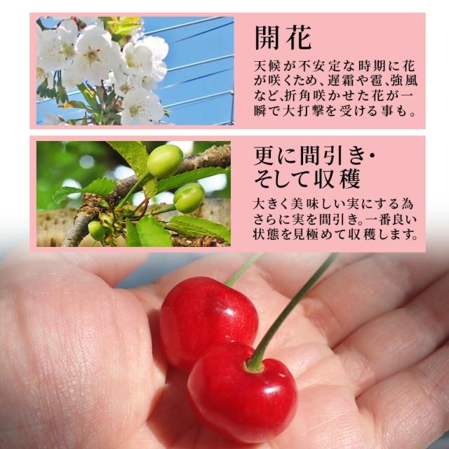 【母の日 ギフト まだ間に合う！】 さくらんぼ佐藤錦 500g 特秀 2L玉 鏡詰め 山形県産 産地直送 化粧箱入 プレゼント 手詰め メッセージカード ギフトカード 付 さくらんぼ 山形 大玉_11