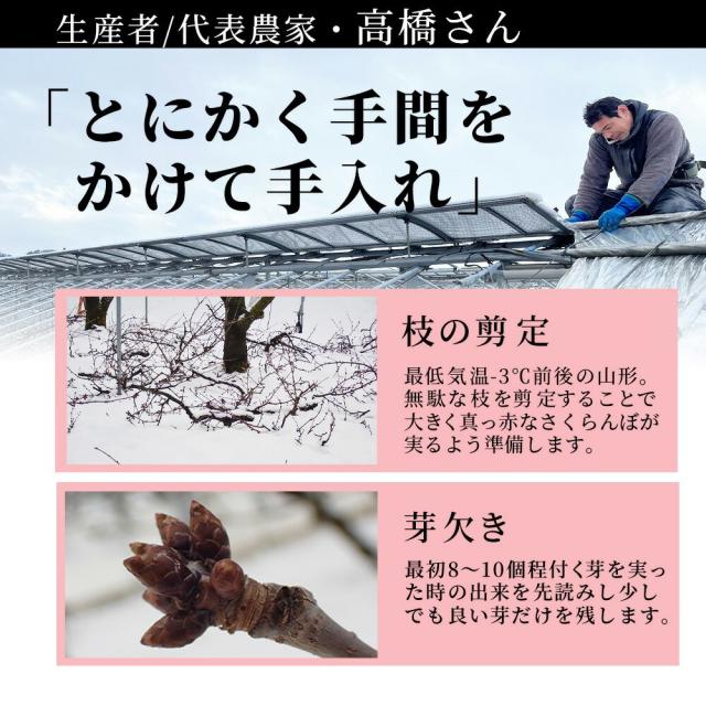 【母の日 ギフト まだ間に合う！】 さくらんぼ佐藤錦 500g 特秀 2L玉 鏡詰め 山形県産 産地直送 化粧箱入 プレゼント 手詰め メッセージカード ギフトカード 付 さくらんぼ 山形 大玉_10